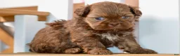 Shih Tzu dogs for sale: Betty - Ad 8