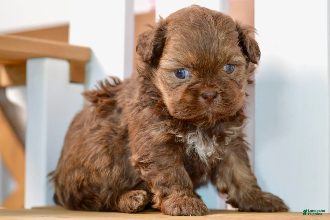 Shih Tzu dogs for sale: Betty - Ad 8