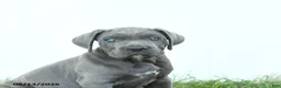 Cane Corso dogs for sale: Roman - Ad 8
