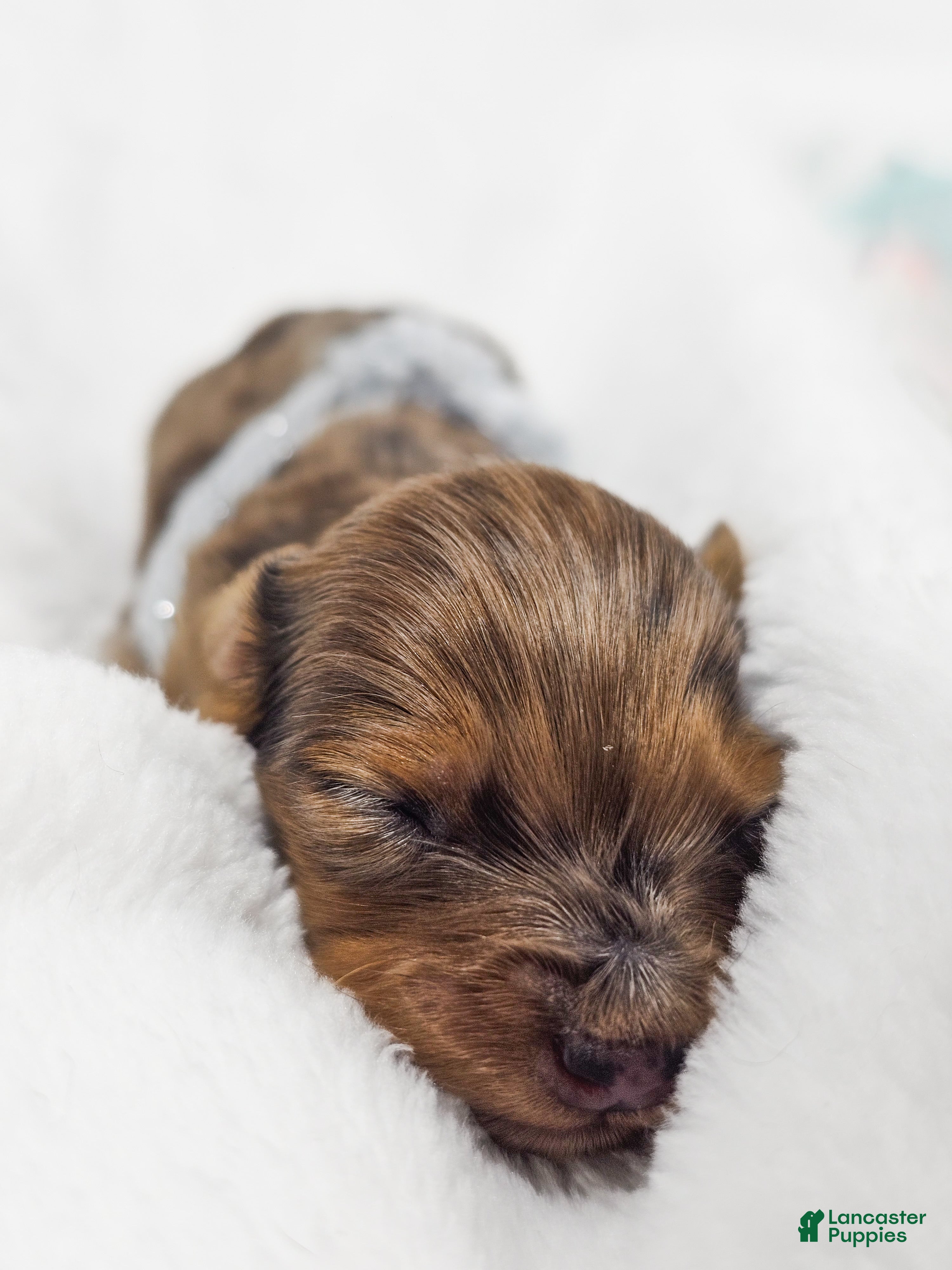 Miniature Dachshund dogs Orchid - Ad 16