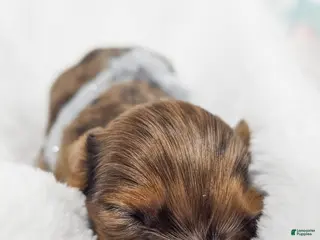 Miniature Dachshund dogs Orchid - Ad 16