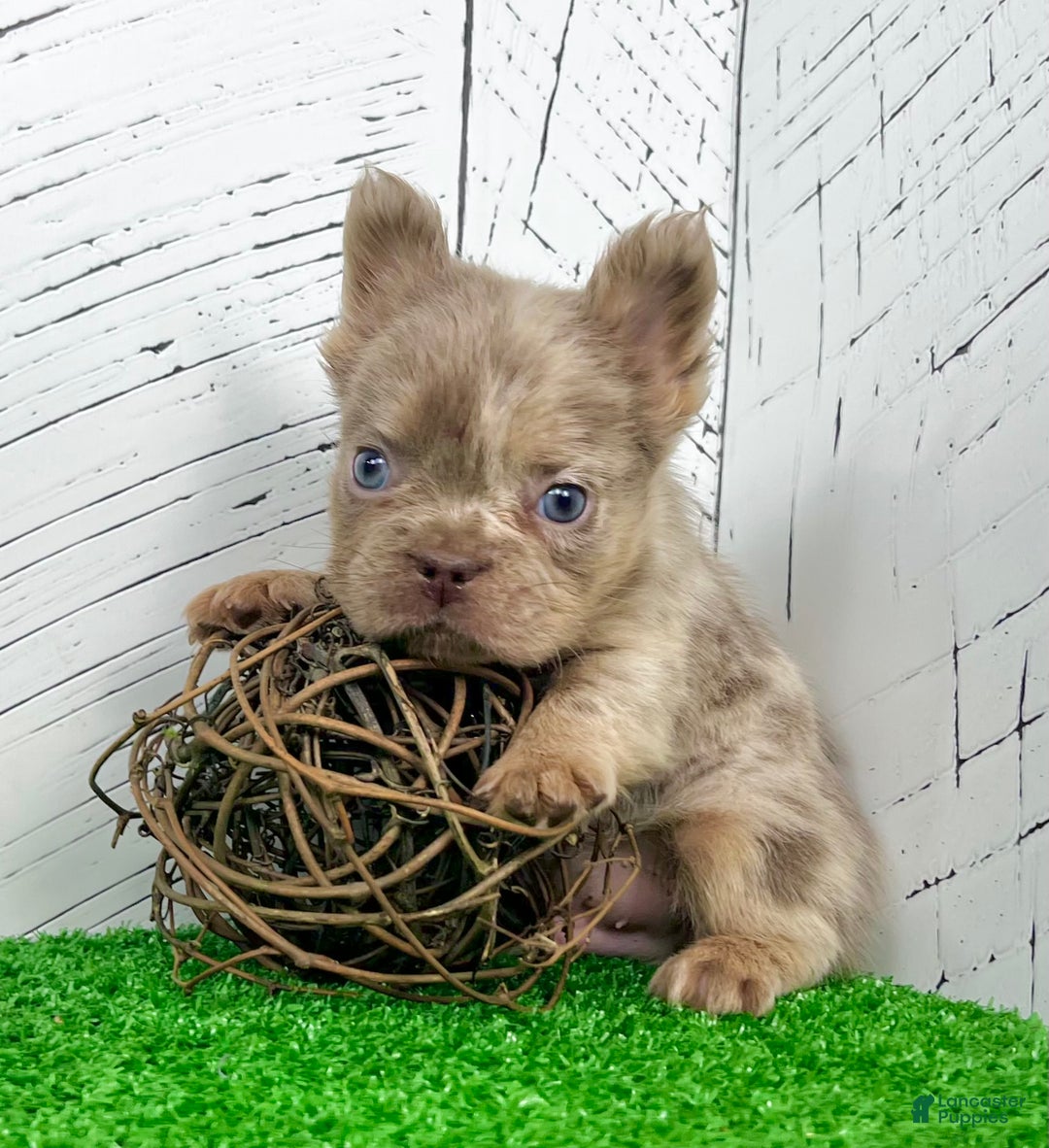 French Bulldog dogs for sale: Mack - Ad 6