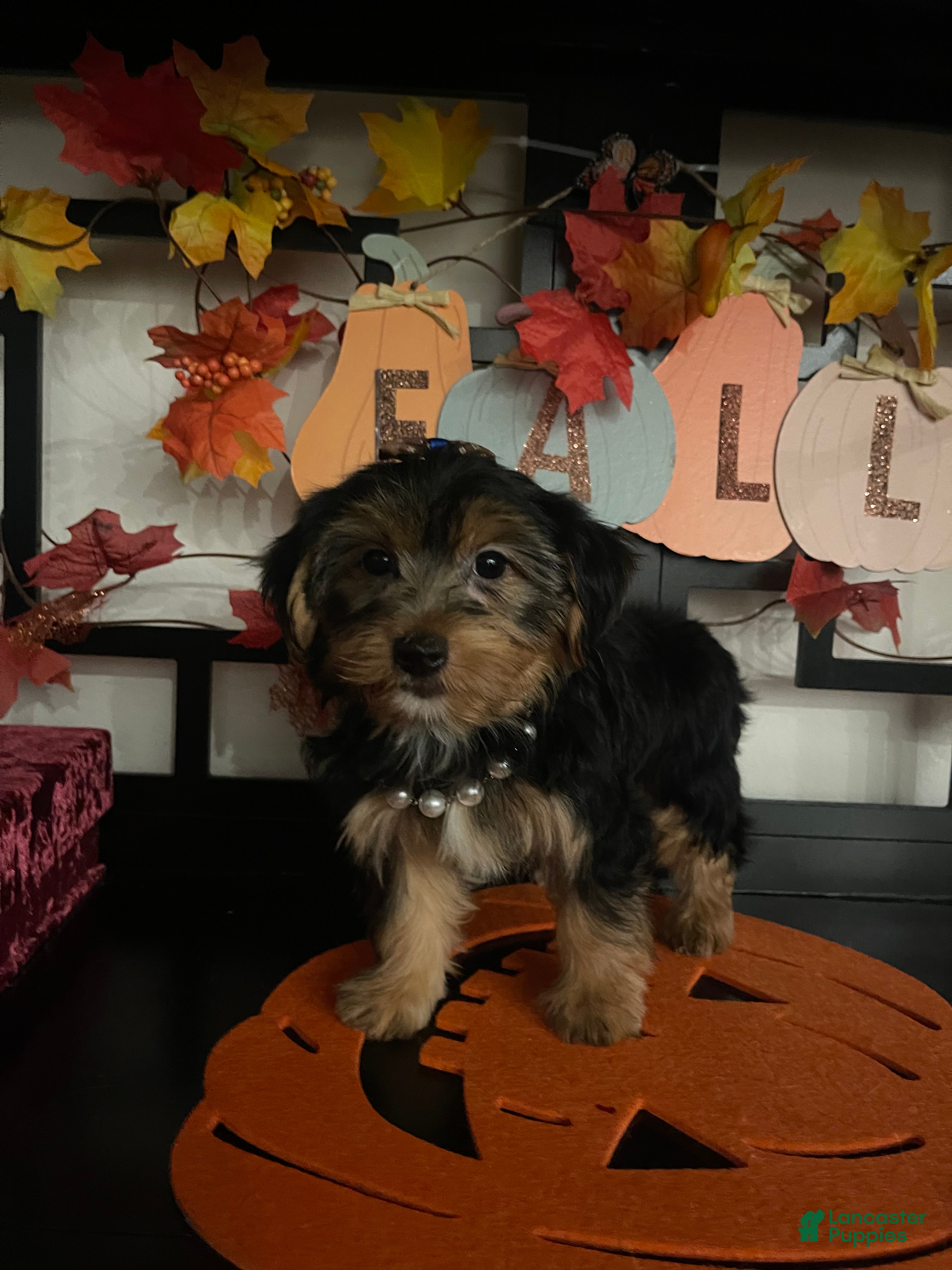 Yorkshire Terrier dogs Yorkshire Terrier 5 - Ad 2