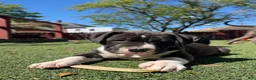 Mixed Breed dogs for sale: Bruno - Ad 2
