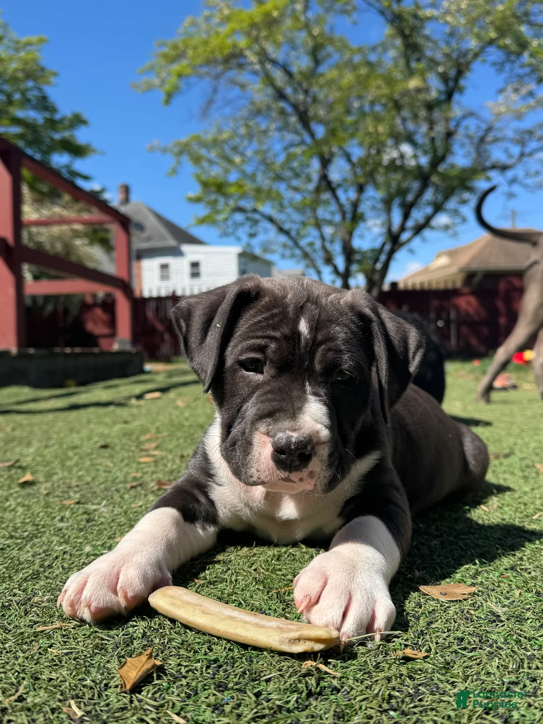 Mixed Breed dogs for sale: Bruno - Ad 2