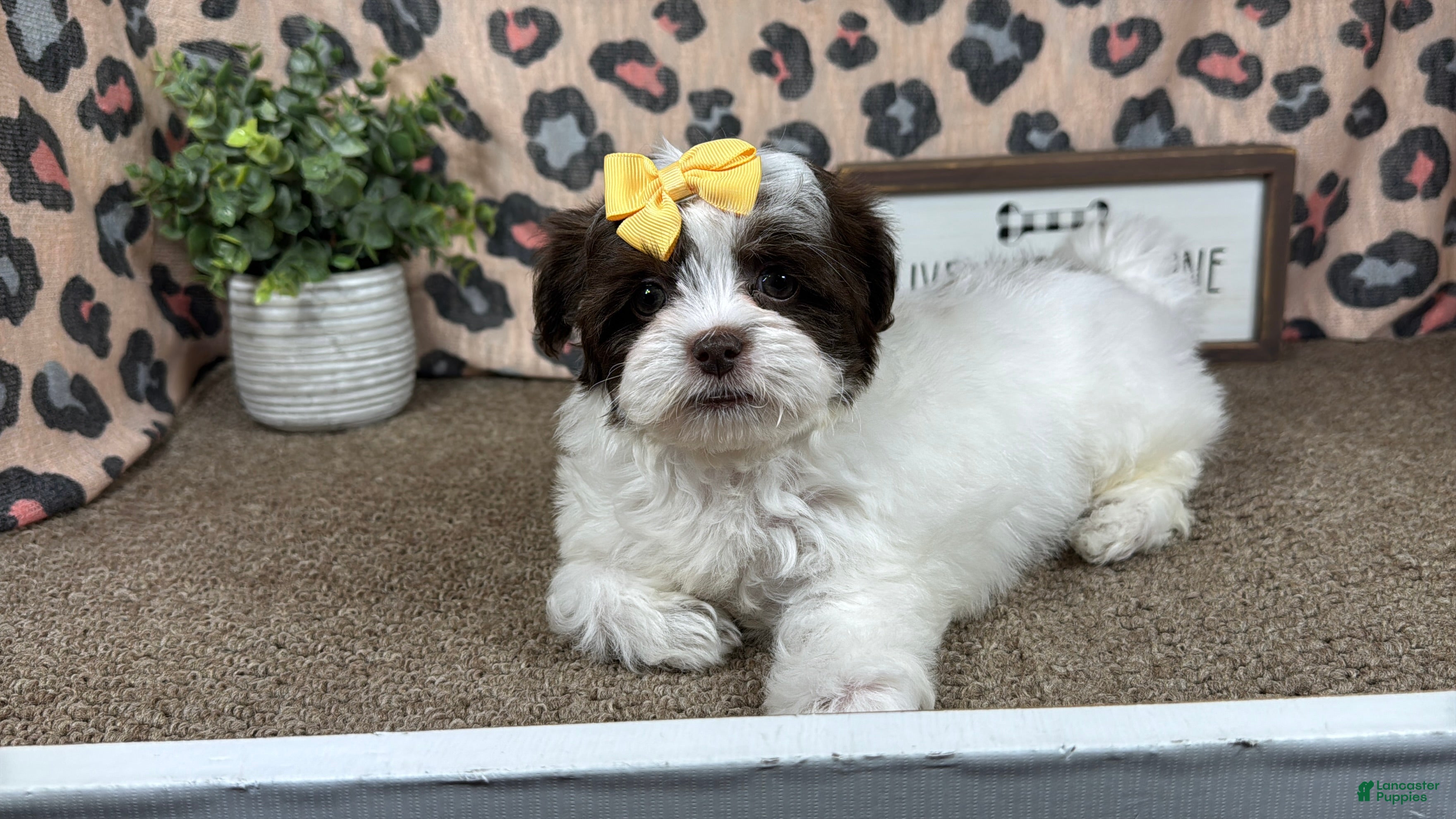 Shihpoo dogs Shihpoo 3 - Ad 12