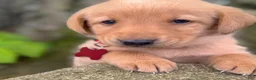 Labrador Retriever dogs for sale: Labrador Retriever Puppy 1 - Ad 27