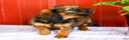 Miniature Dachshund dogs for sale: Bryce - Ad 3