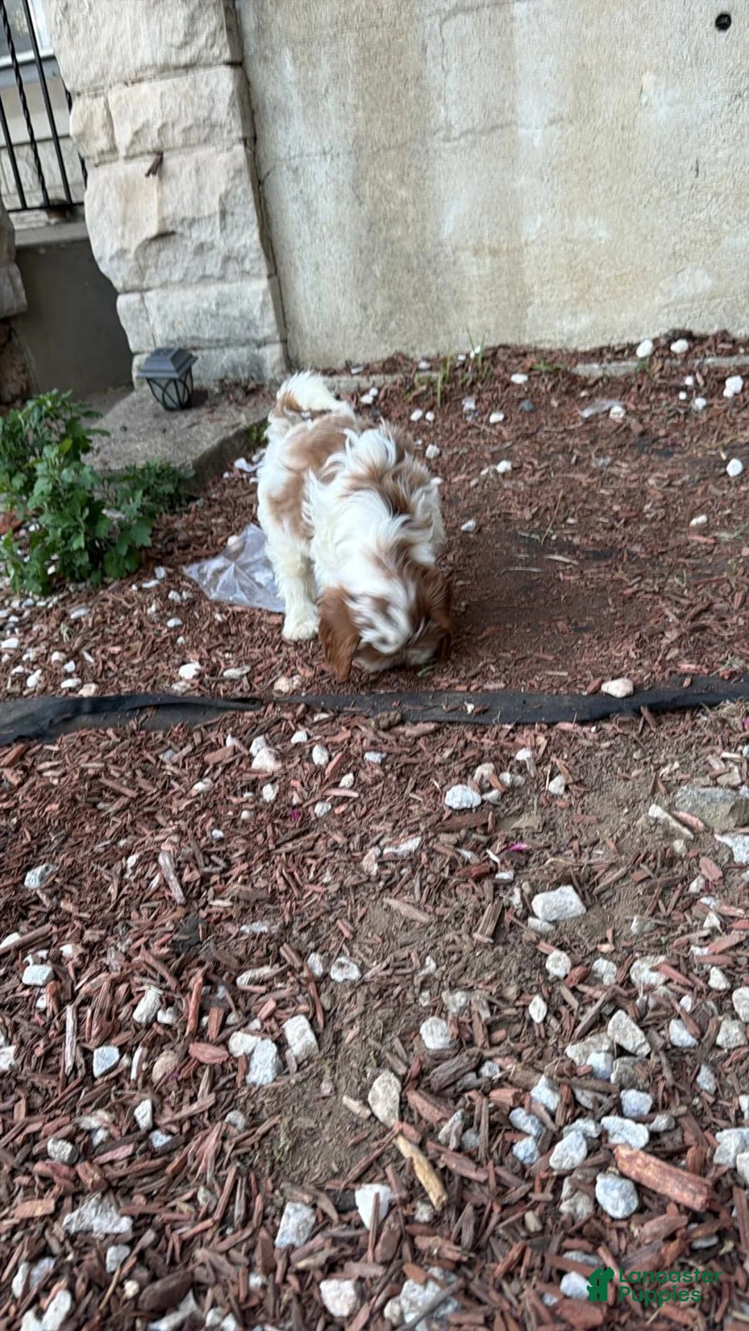 Mixed Breed dogs for sale: Mixed Breed 2 - Ad 2