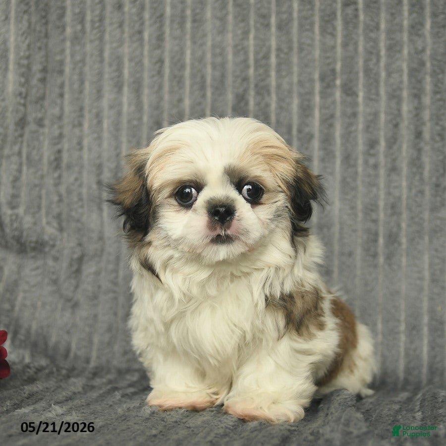 Malshi dogs Bradley - Ad 2