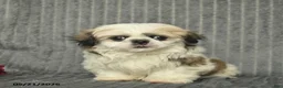 Malshi dogs for sale: Bradley - Ad 2