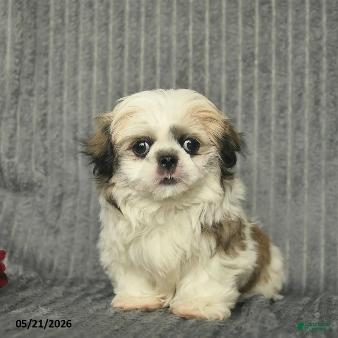 Malshi dogs for sale: Bradley - Ad 2