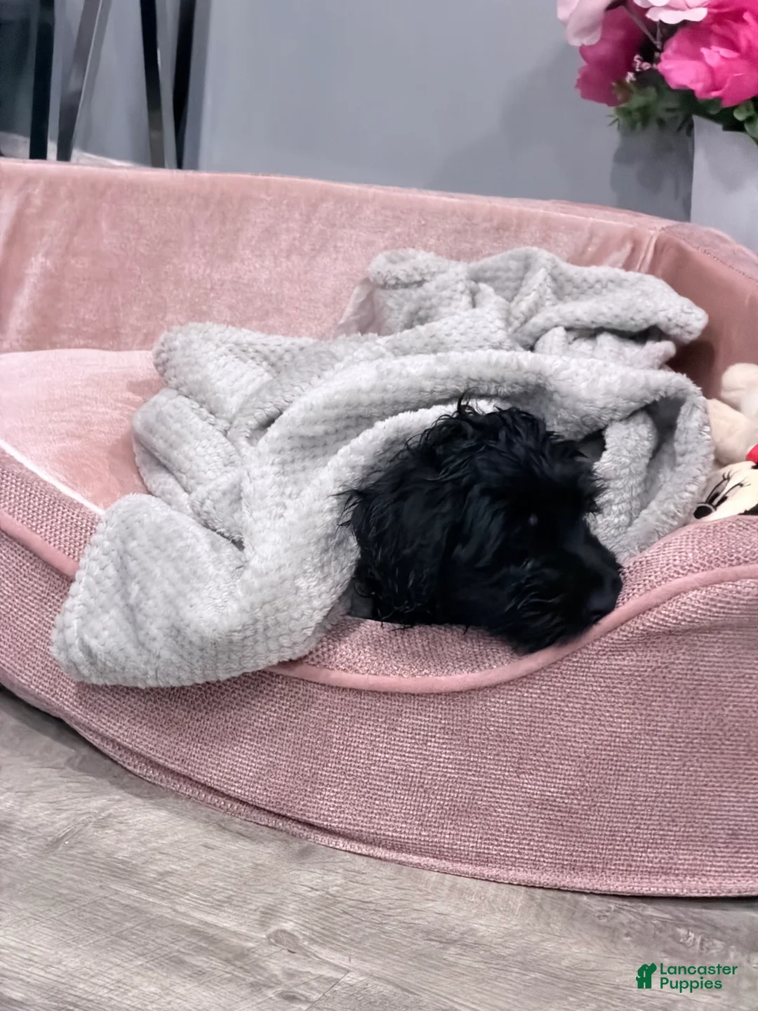 Aussiedoodle dogs for sale: Aussiedoodle Puppy 1 - Ad 1