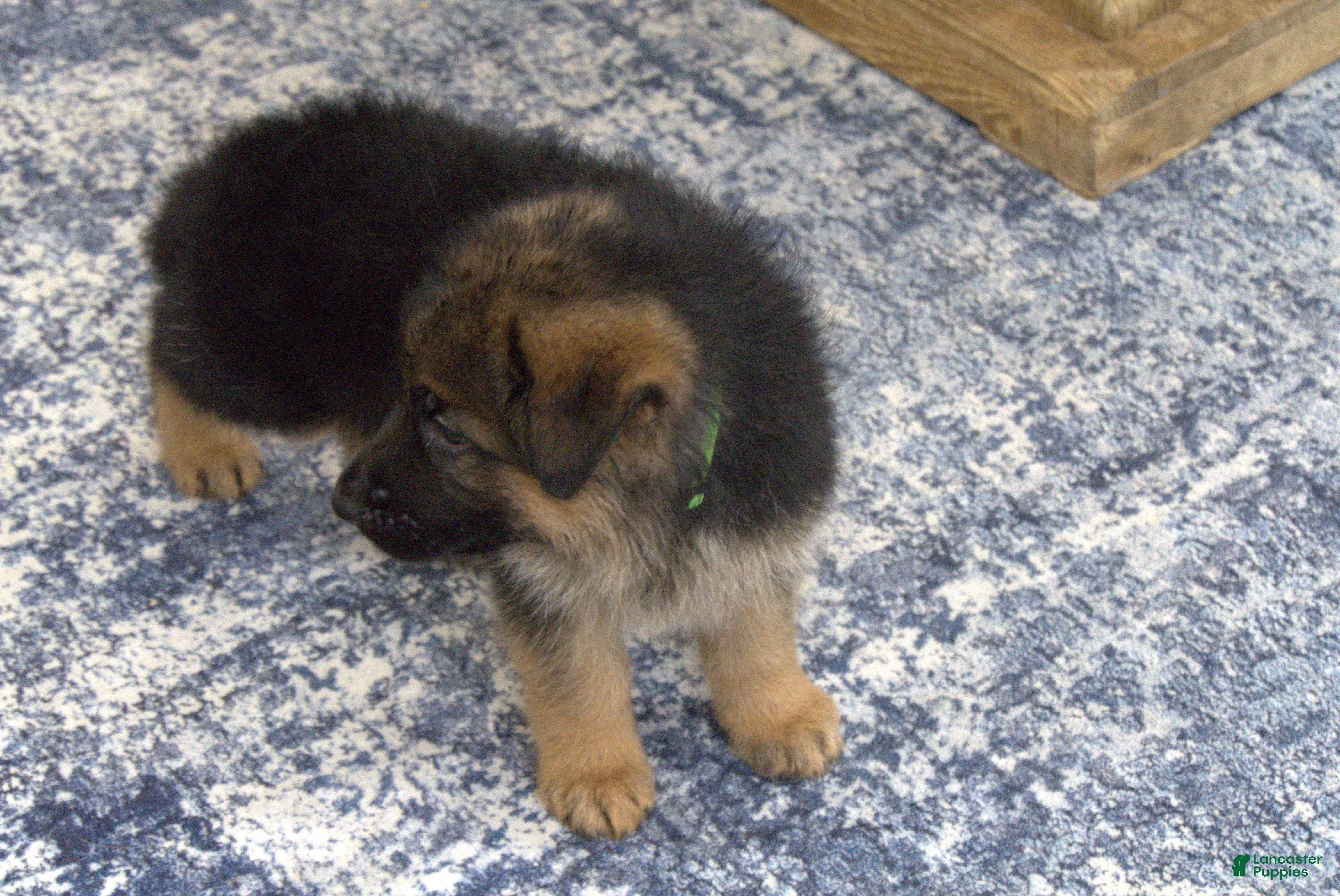 German Shepherd dogs German Shepherd Green Collar Male Nip Tail - Ad 2