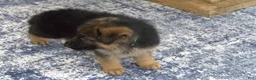 German Shepherd dogs for sale: German Shepherd Green Collar Male Nip Tail - Ad 2
