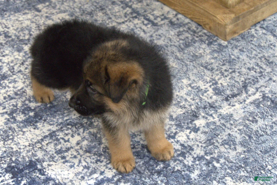 German Shepherd dogs for sale: German Shepherd Green Collar Male Nip Tail - Ad 2