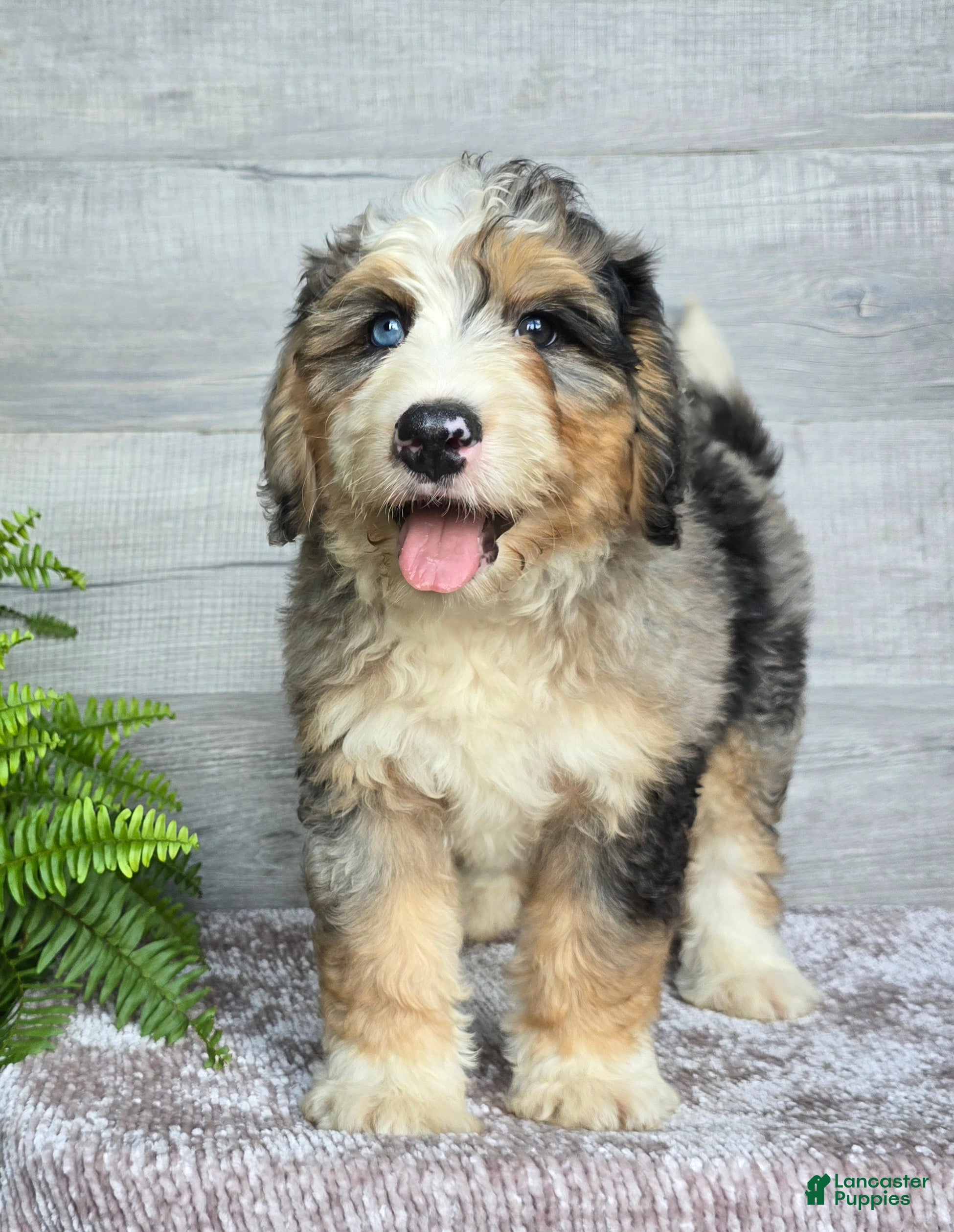 Mini Bernedoodle dogs Mini Zues - Ad 1