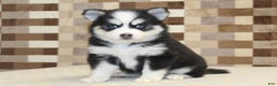 Pomsky dogs for sale: Buttons - Ad 1