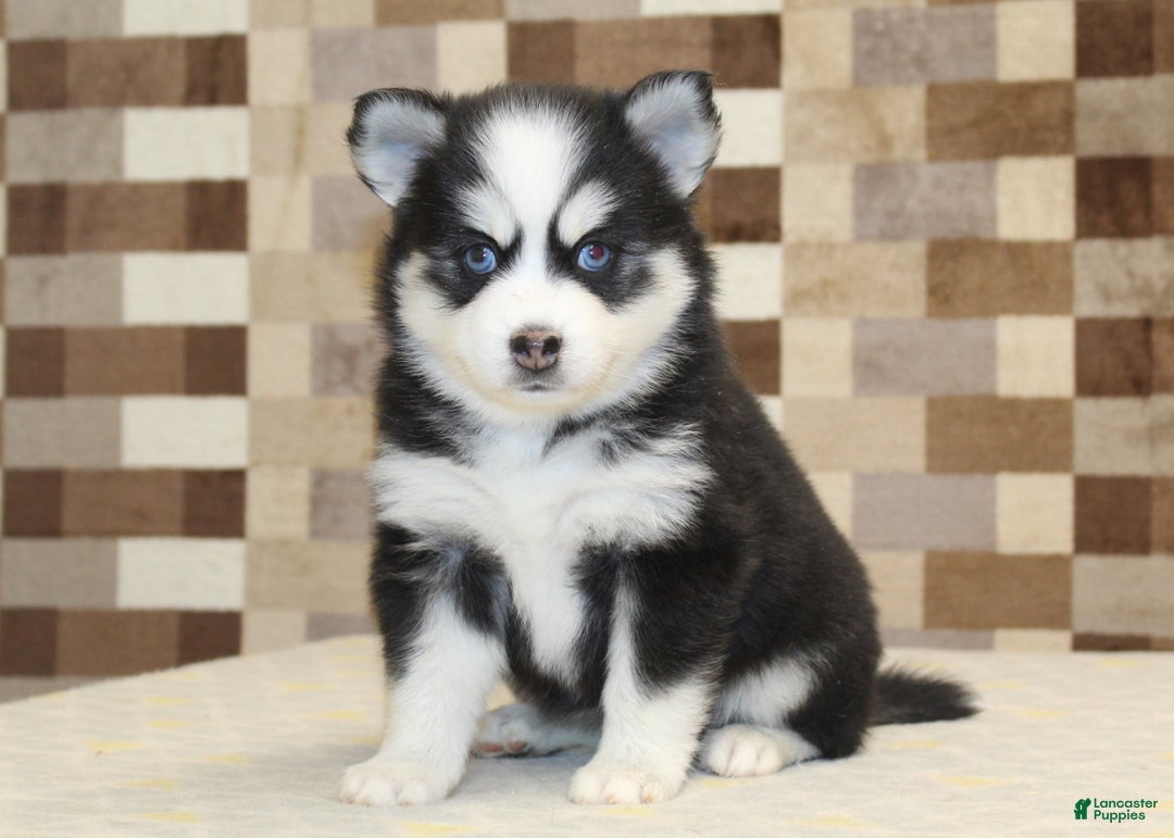 Pomsky dogs for sale: Buttons - Ad 1