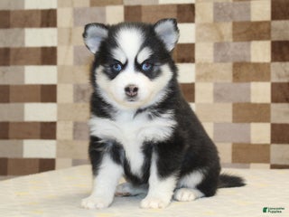 Pomsky dogs Buttons - Ad 4