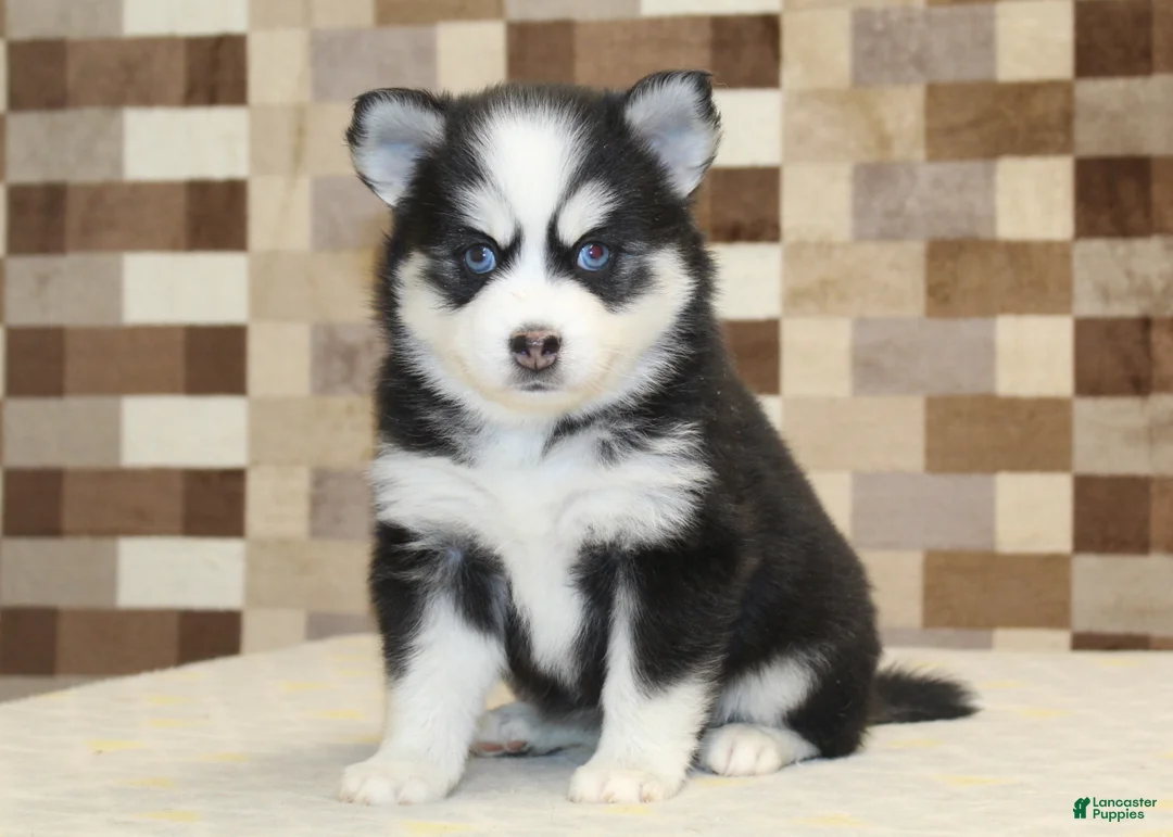 Pomsky dogs for sale: Bandit - Ad 13