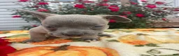 Mixed Breed dogs for sale: Zorro - Ad 2