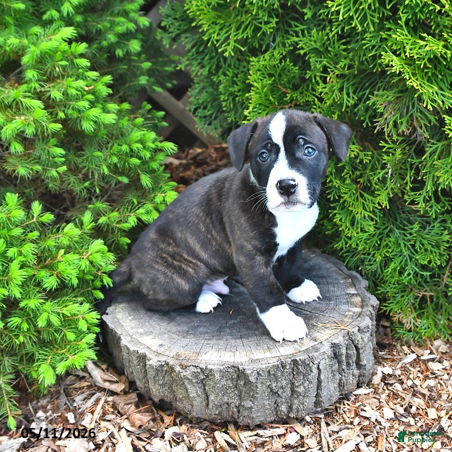 Mixed Breed dogs Jalopy - Ad 1