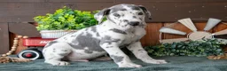 Great Dane dogs for sale: Cruiser - Ad 3