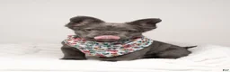 French Bulldog dogs for sale: MANGO - Ad 22