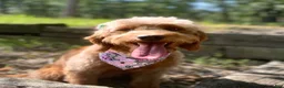 Mini Goldendoodle dogs for sale: Huckleberry - Ad 5