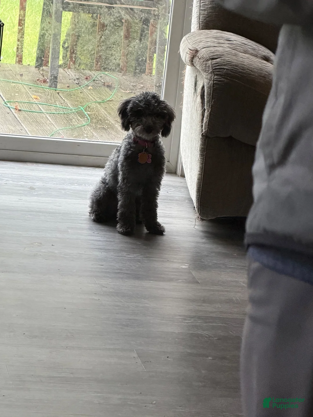 Miniature Poodle dogs for sale: Miniature Poodle 1 - Ad 4