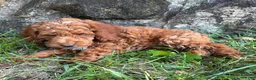 Miniature Poodle dogs for sale: Tinker - Ad 6