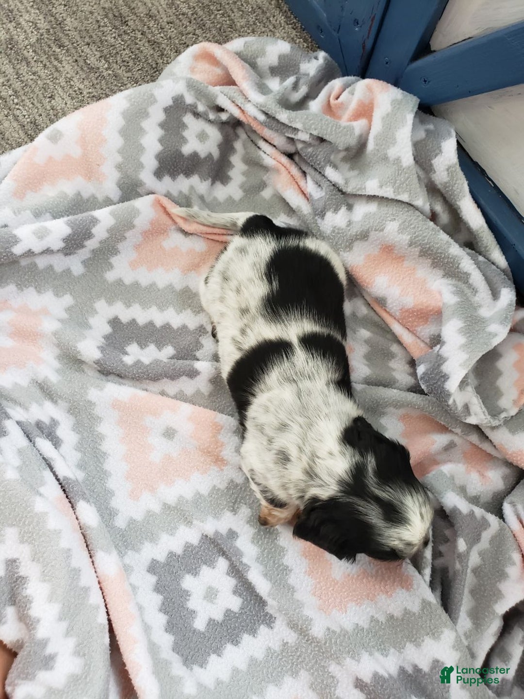 Miniature Dachshund dogs for sale: Ginseng  - Ad 6