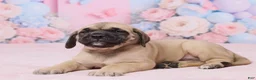 English Mastiff dogs for sale: Diesel - Ad 6