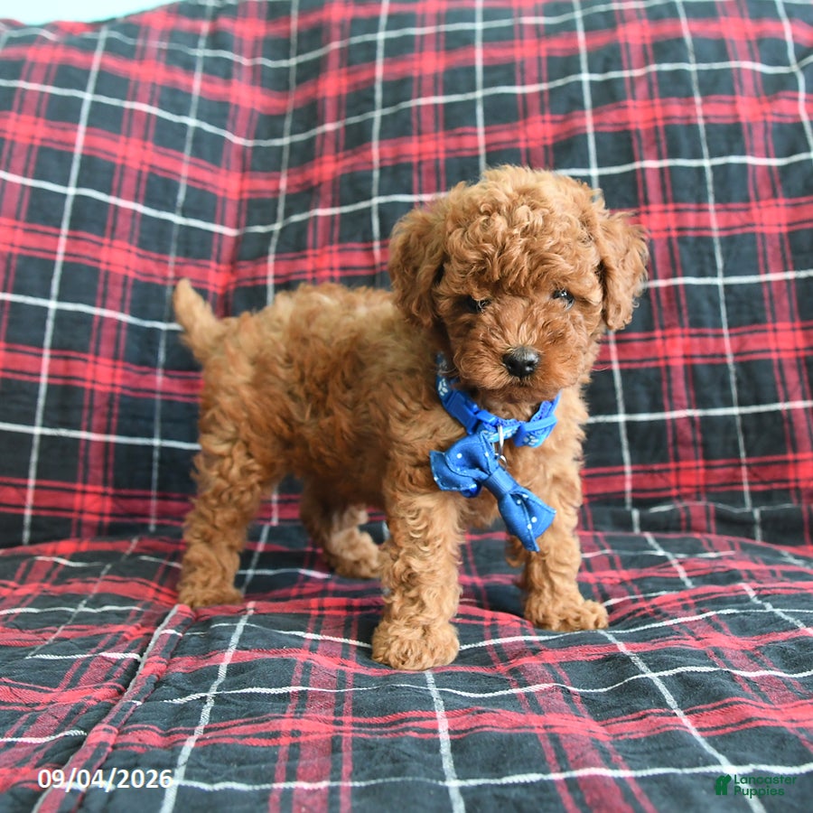 Cockapoo dogs Baxter - Ad 2