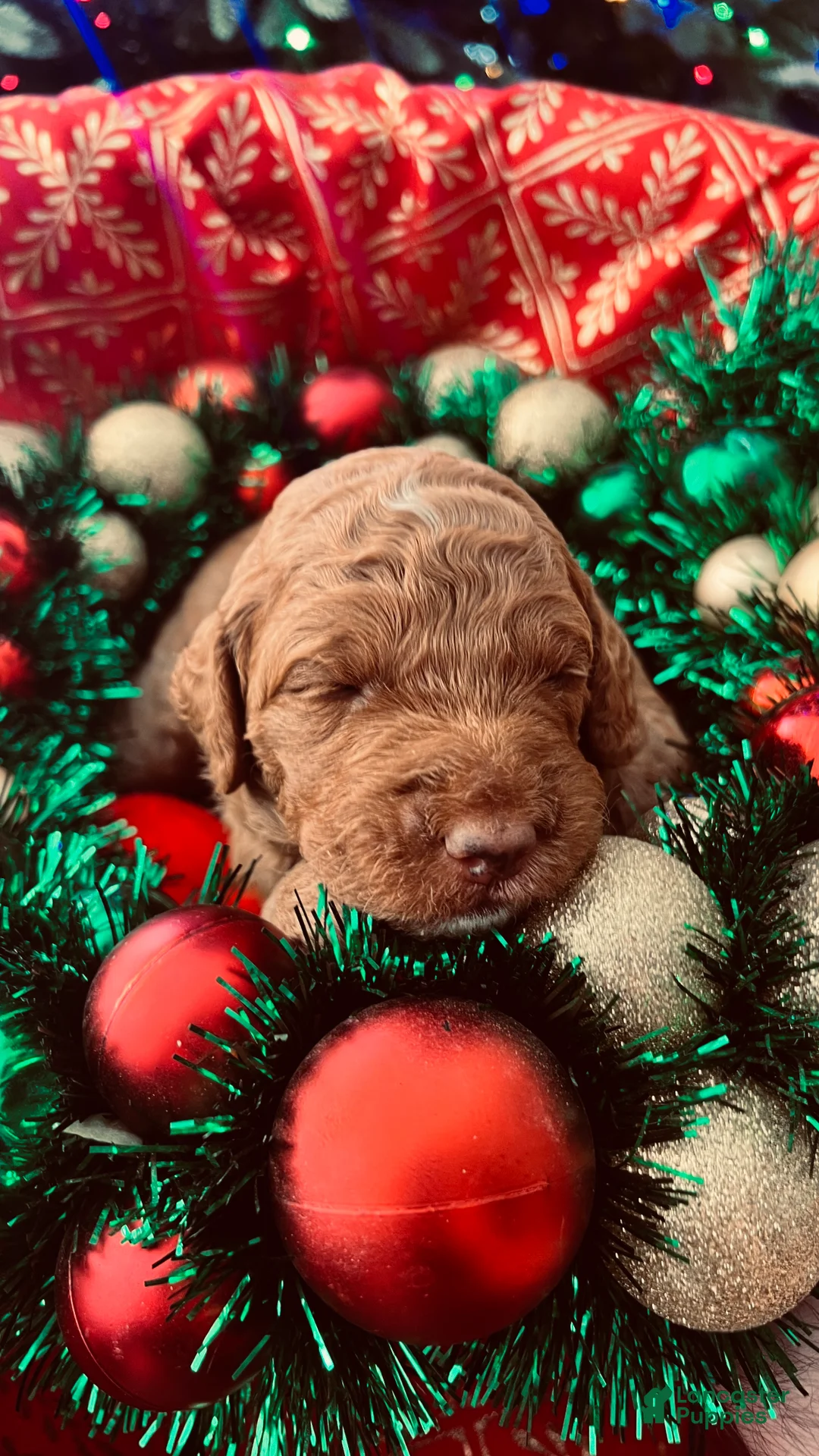 Goldendoodle dogs for sale: Luv – Apricot Medium Goldendoodle (F) – Service Dog Temperament Candidate - Ad 13