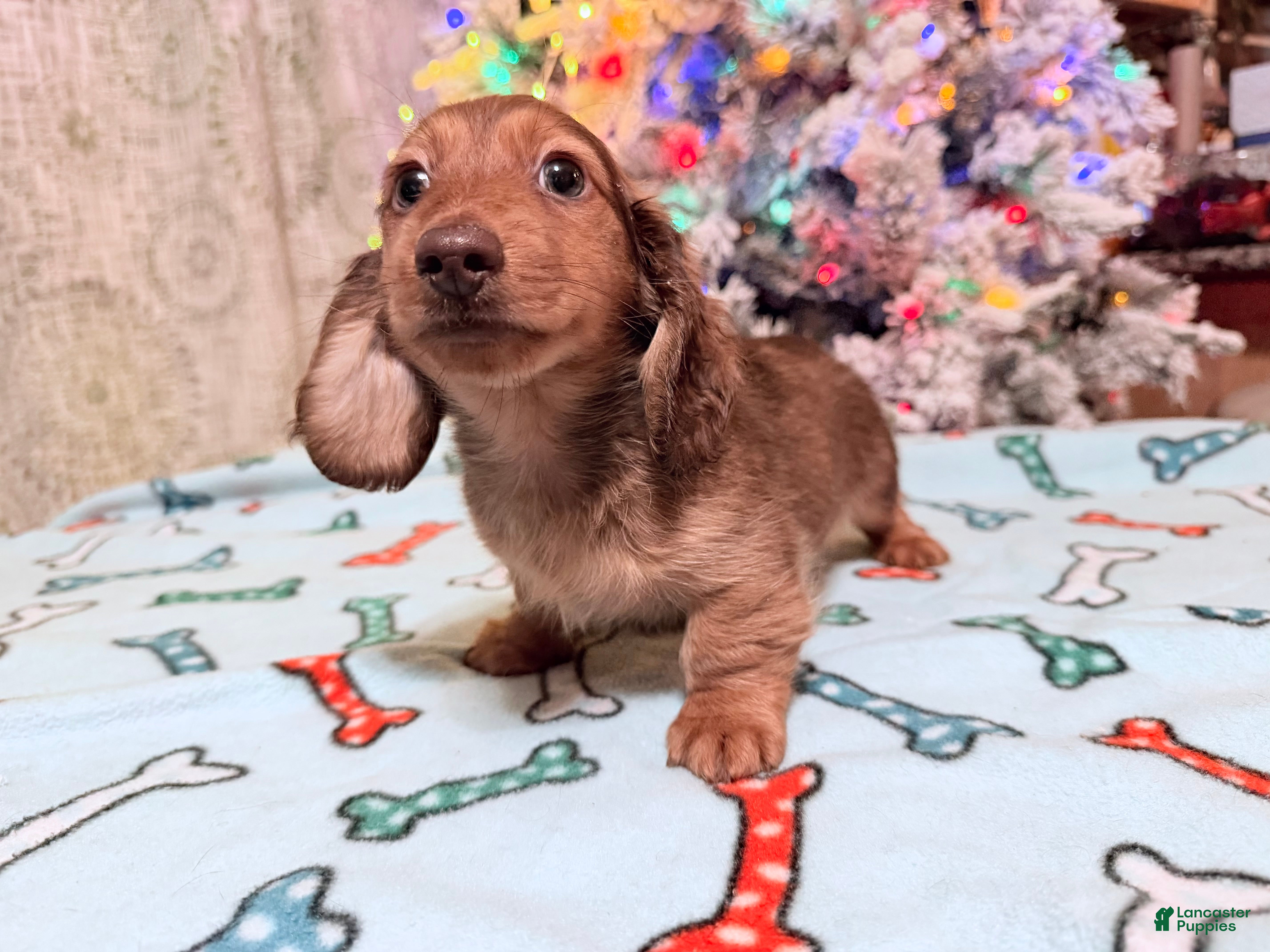 Miniature Dachshund dogs Green eyes- South african - Ad 6