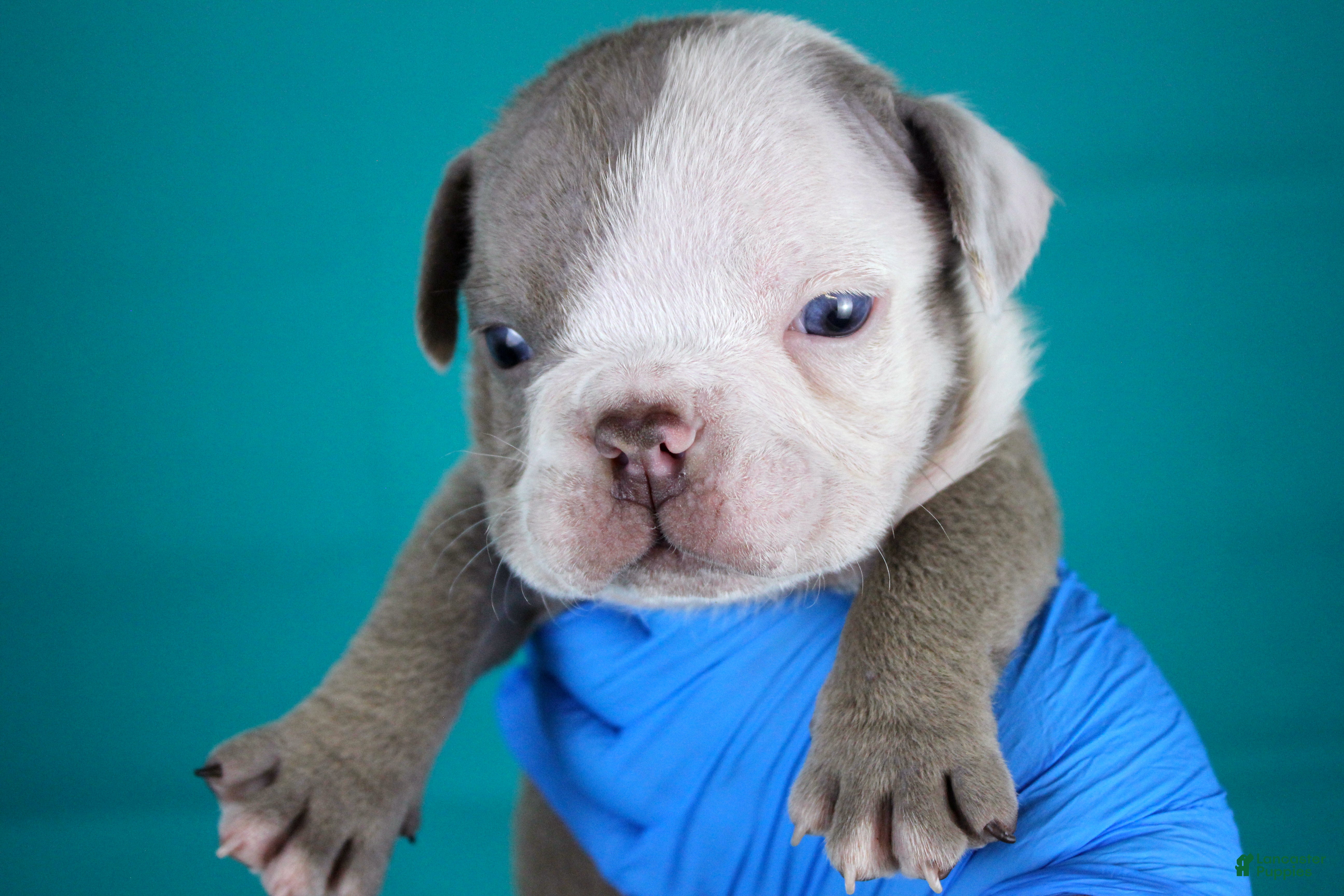 American Bully dogs Lilac/White Male - Ad 32