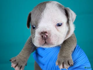 American Bully dogs Lilac/White Male - Ad 42