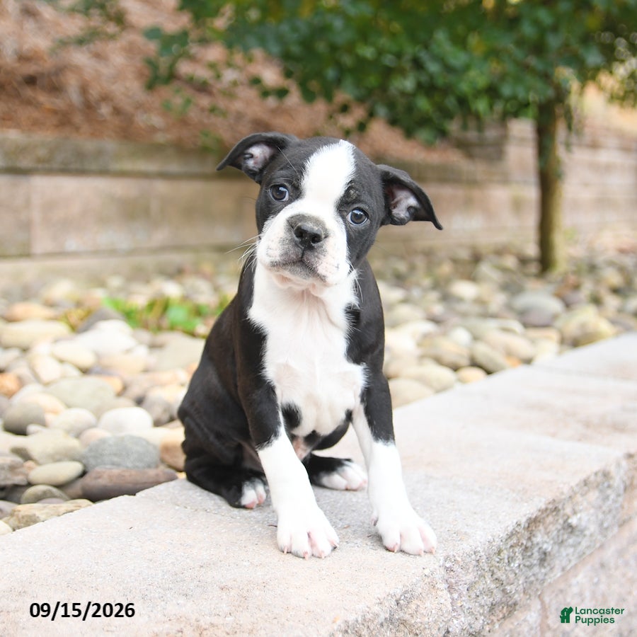 Boston Terrier dogs Mack  - Ad 2