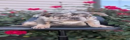 French Bulldog dogs for sale: Falcon - Ad 6