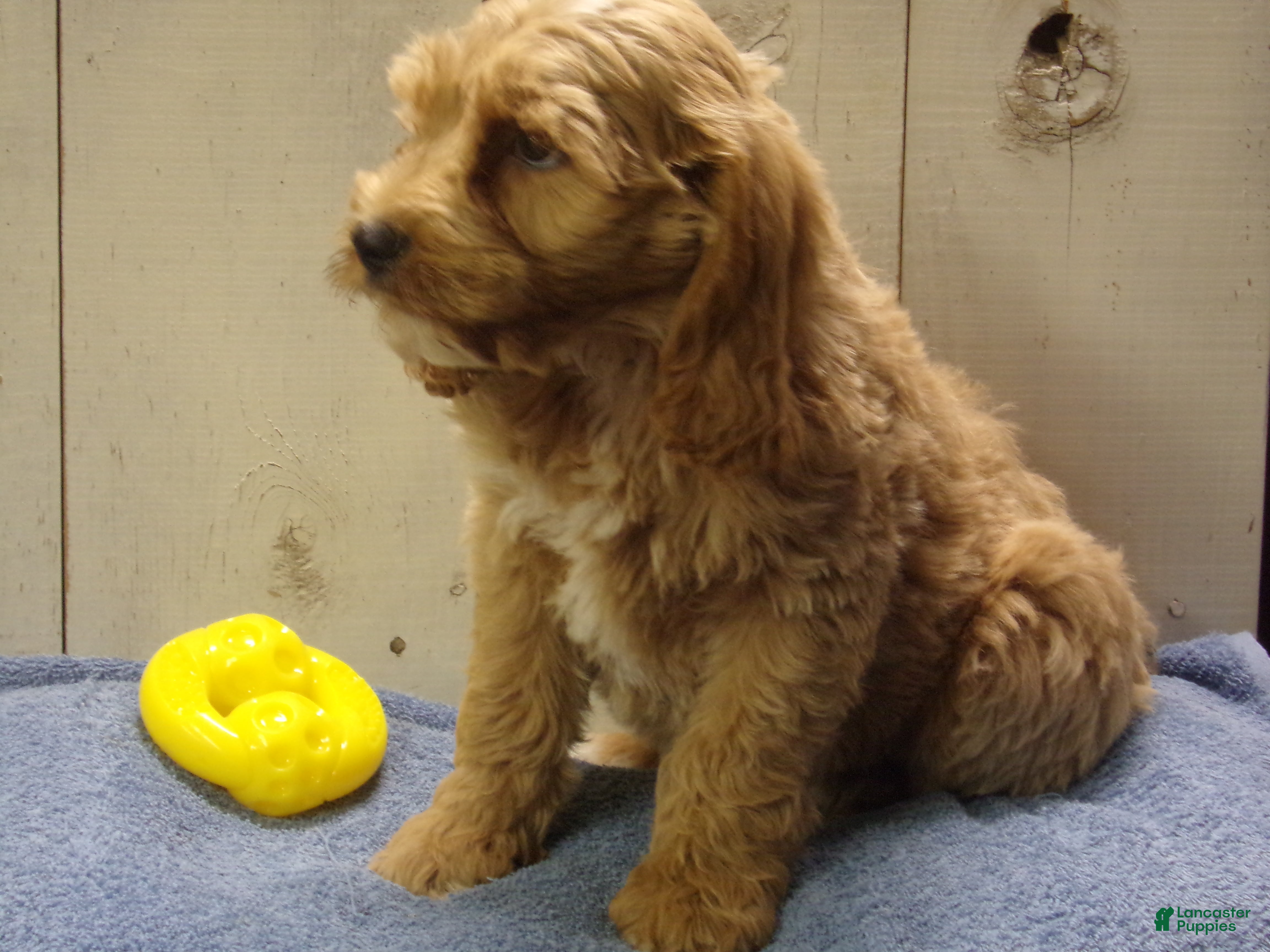 Cockapoo dogs for sale: Barry - Ad 3