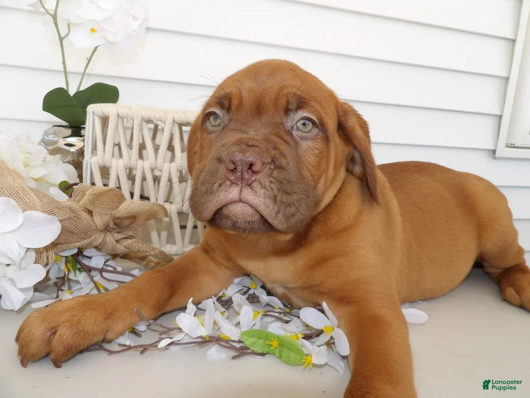 Gallery Image {{count}}