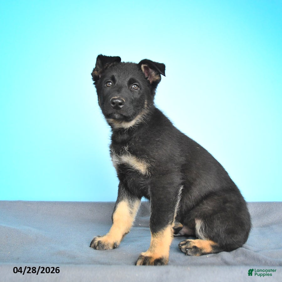German Shepherd dogs Domino - Ad 1