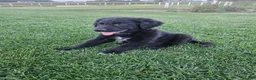 Mixed Breed dogs for sale: Cooper - Ad 3