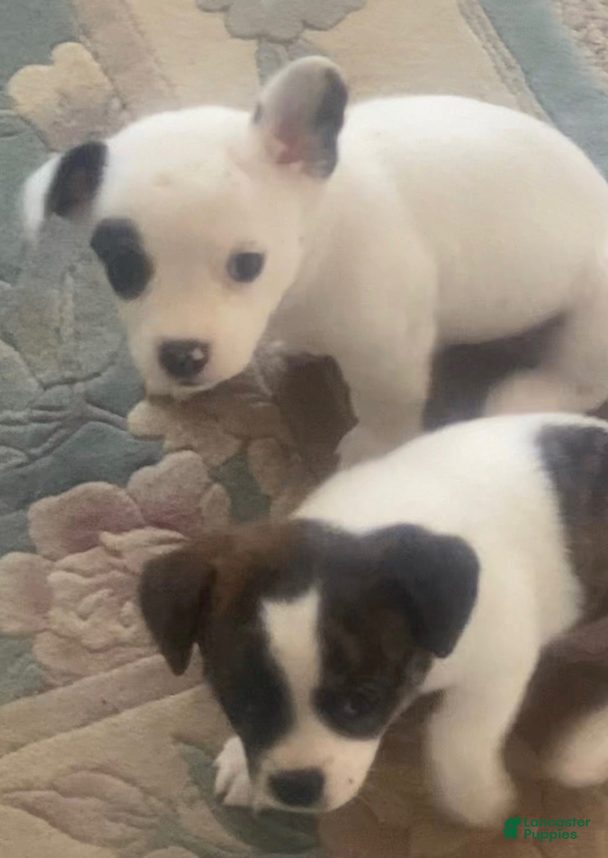 Mixed Breed dogs Mixed Breed 2 - Ad 1