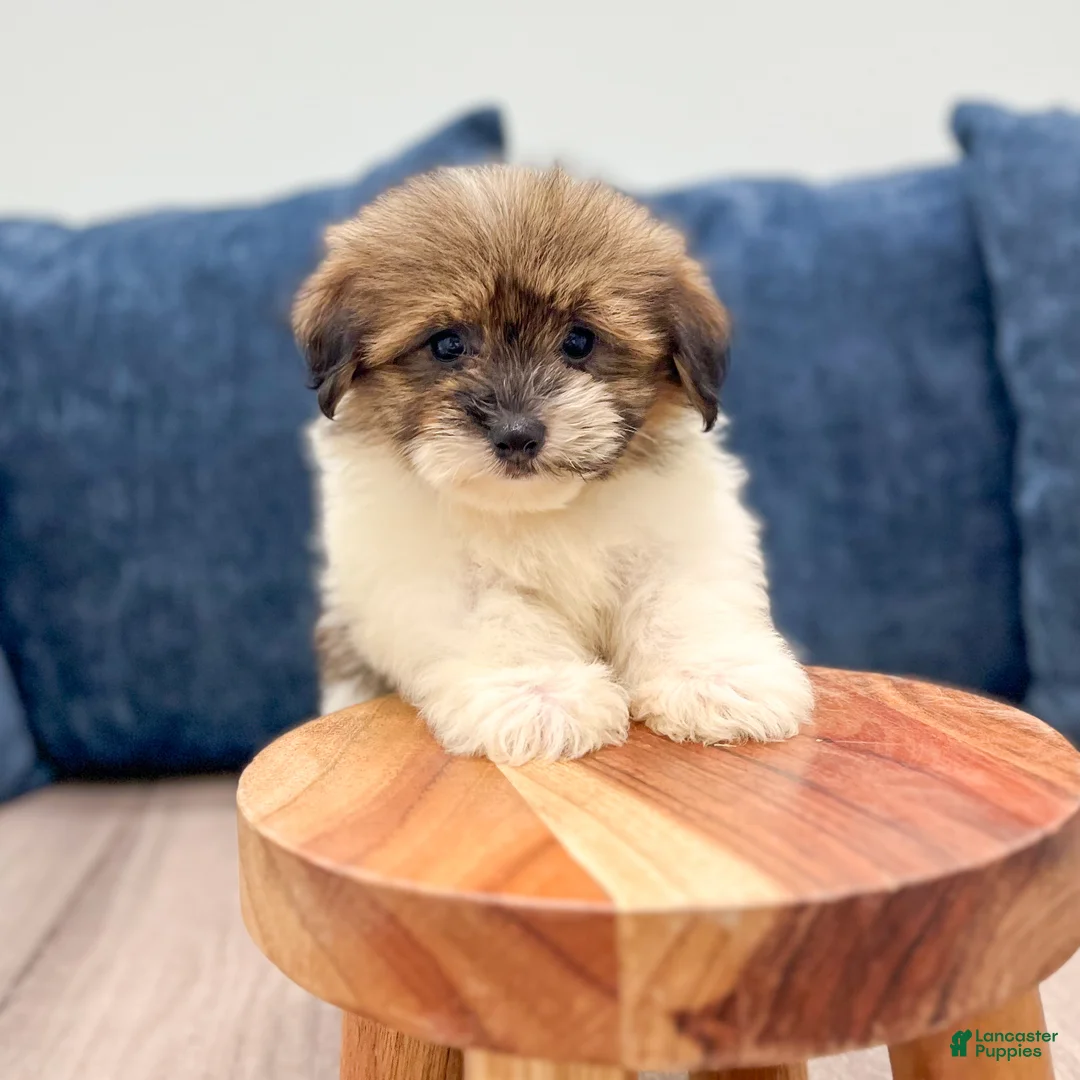 Havanese dogs for sale: Ellie - Ad 2