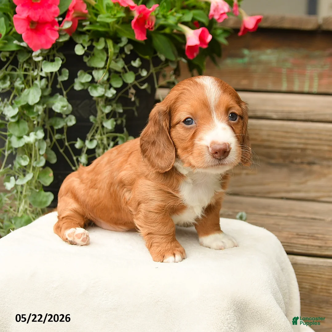 Dachshund dogs for sale: Arlo - Ad 3