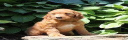 Irish Doodle dogs for sale: Reba - Ad 2