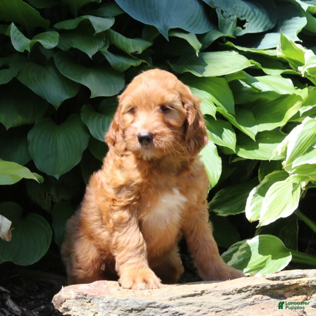 Irish Doodle dogs for sale: Reba - Ad 2
